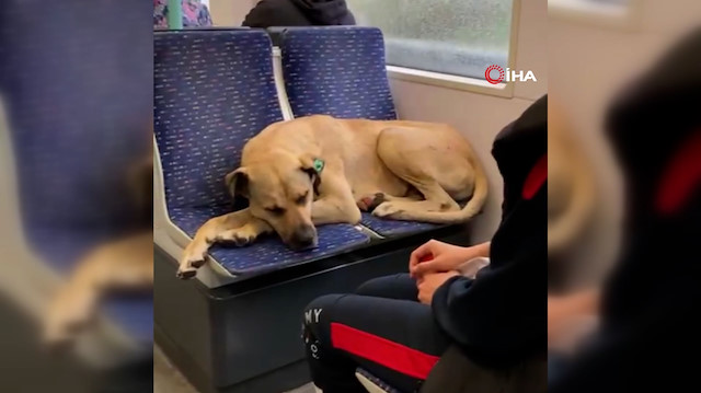 Yağmurdan kaçmak isteyen sevimli köpek tramvayla yolculuk yaptı