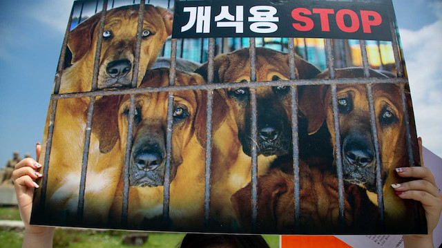 Güney Kore'de köpek eti tüketimini protesto eden afiş