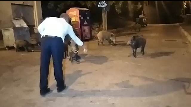 Vatandaşlar gece saatlerinde aç kalan yaban domuzlarını elleri ile besledi.
