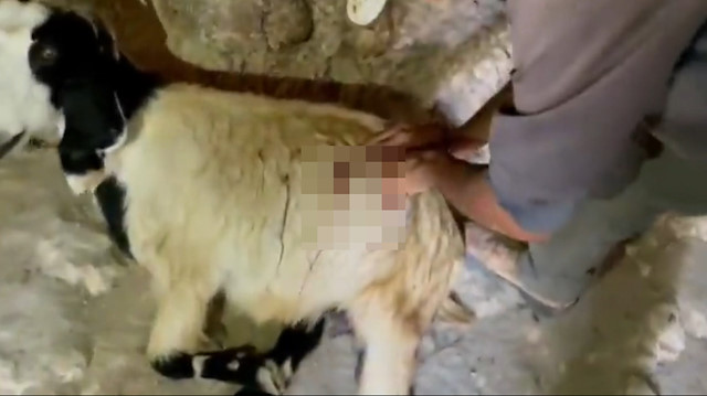 İşgalci Yahudiler Filistinlilerin keçilerini bıçakladı