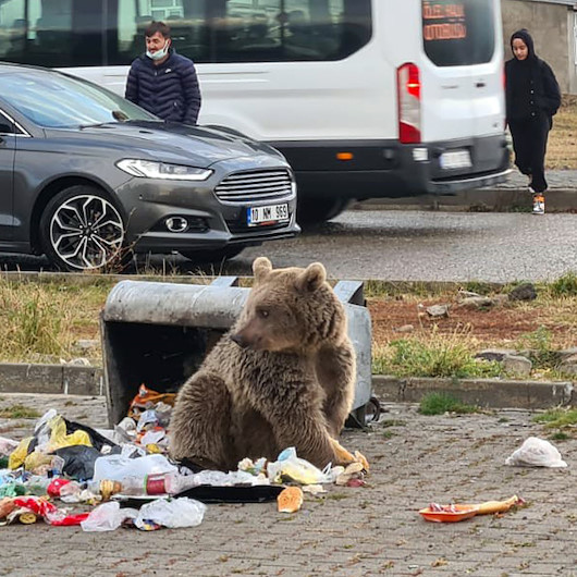 Sarıkamışta aç kalan boz ayı şehre indi