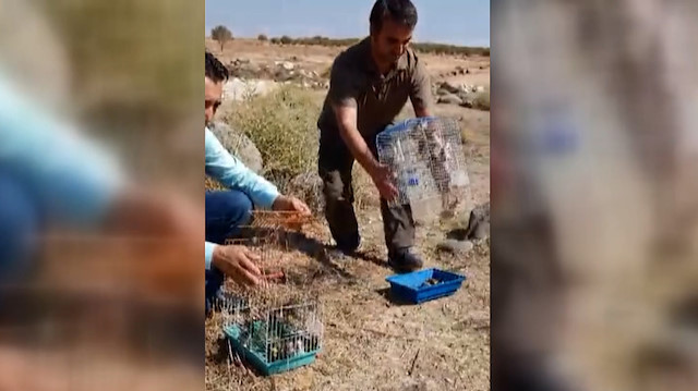 Suriye'ye götürülmek istenen 222 saka kuşu doğaya salındı