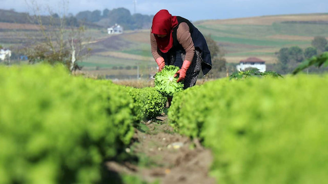 50 kuruş fiyatla tarladan çıkan marul markette 8 liraya kadar fiyatla satışa sunuluyor.