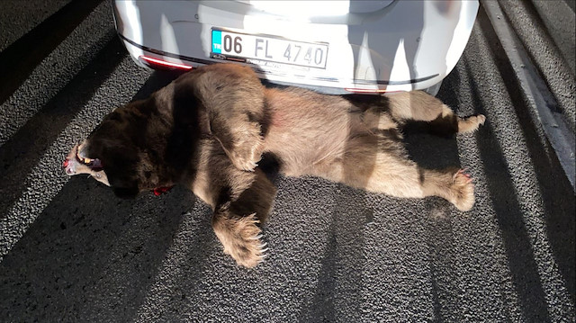 Bursa’nın Kestel ilçesinde karayoluna inen boz ayı, otomobilin çarpması sonucu öldü.