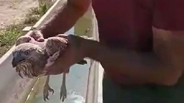 Elazığ'da acı biber yiyip kalbi duran şahini çiftçinin masajı kurtardı