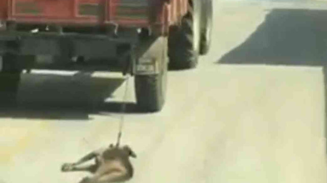 Köpeği metrelerce sürükleyen şoför gözaltına alındı.