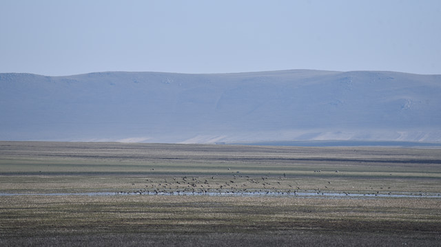 تركيا.. الطيور المهاجرة تعود إلى بحيرة "كويوجوك" بعد فترة جفاف