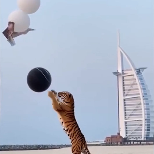 Dubaide bir çift cinsiyet belirleme partisine kaplan getirdi