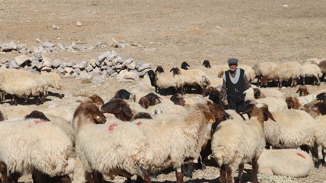 Çoban bile çobana kız vermeyince, kırsaldaki gençler başka işlere yöneliyor.