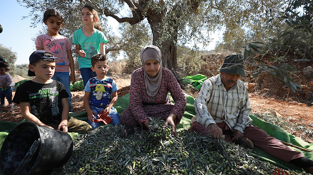 Yahudi yerleşimcilerin saldırıları nedeniyle Filistin'de zeytin hasadı kabusa dönüşüyor