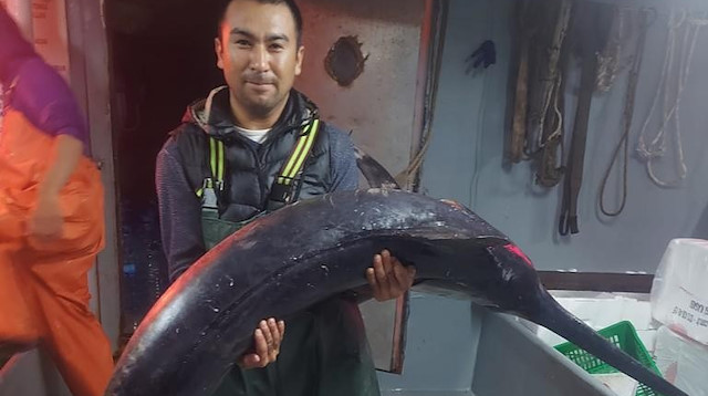 50 kiloluk kılıç balığı