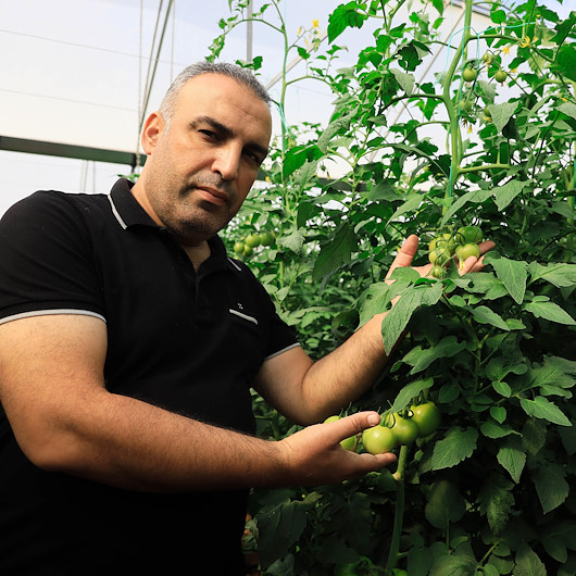 Yaylada hasat süresi uzadı: Domatesin fiyatı cep yakıyor
