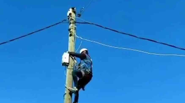 Siirt’te elektrik direğinde mahsur kalan kedi kurtarıldı
