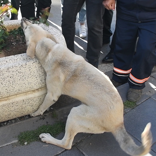 Sivasta ayağı beton saksıya sıkışan köpek için seferber oldular