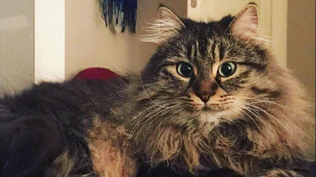 Dosyadaki bilgilere göre, bir dönem beraber yaşayan çift, 2013'te "Piraye", 2015'te ise gözü kör olan "Cingöz" adını verdikleri kedileri sahiplendi ancak çiftin beraberliği 2016'da sona erdi. Ayrılmalarının ardından gayrimenkul danışmanı olan davacı erkek, kedilerin kendisine verilmesi talebiyle dava açtı. C.O, dava dilekçesinde kendisine yeni ev bulana ve düzenini sağlayana kadar kedileri eski kız arkadaşına bıraktığını, bu dönemde davalı kadın evde olmadığında da onları görmeyi sürdürdüğünü belirtti.<br><br>