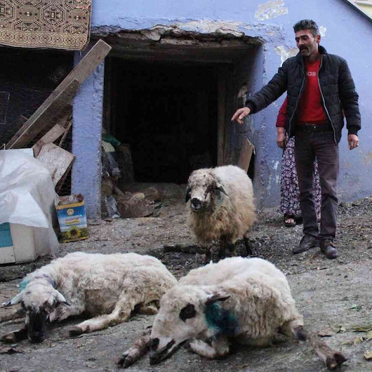 Aç kalan sokak köpekleri dehşet saçtı: 50 koyun telef oldu