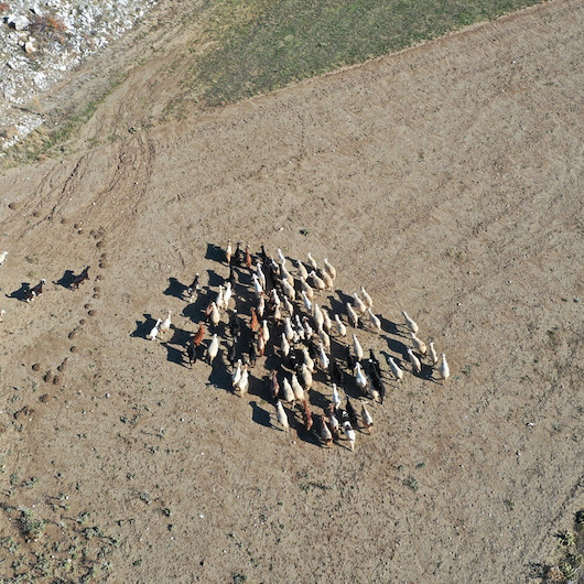 Denizlide kaybolan küçükbaşlar drone ile bulundu
