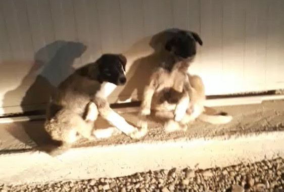 yavru köpekleri bagaja koydu
