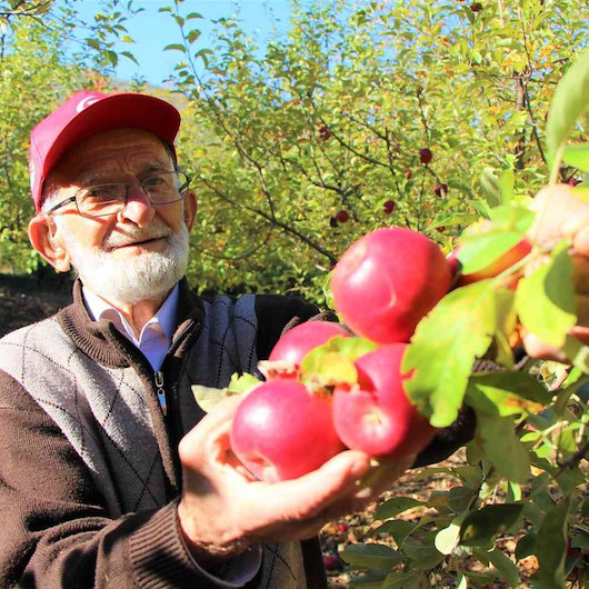 88 yaşındaki süper dede metrelerce yüksekten elma topluyor: En büyük hayali Cumhurbaşkanlığı Külliyesi’ne fidan dikmek