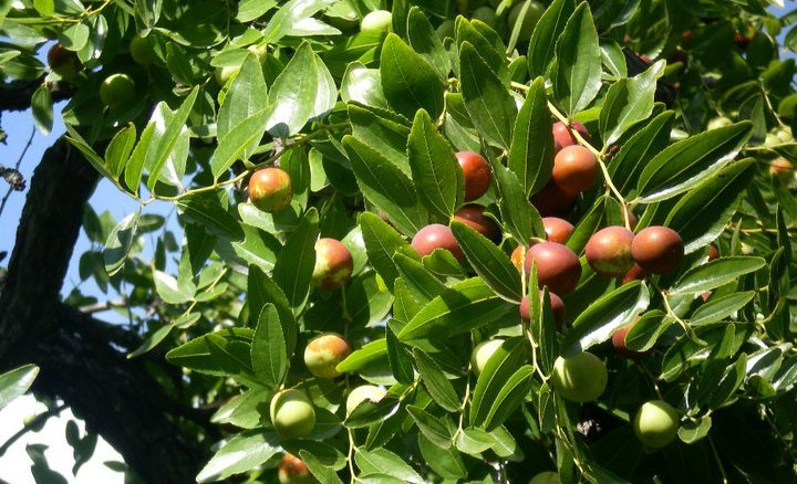 Faydaları saymakla bitmiyor