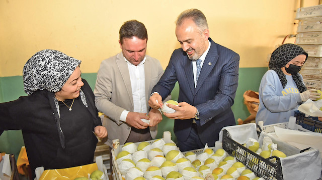 Bursa'da deveci armudunda hasat sevinci yaşan