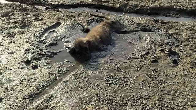 Adanada balçığa saplanan yavru köpeği belediye kurtardı