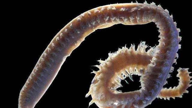 Türk bilim insanlarının keşfettiği deniz canlıları