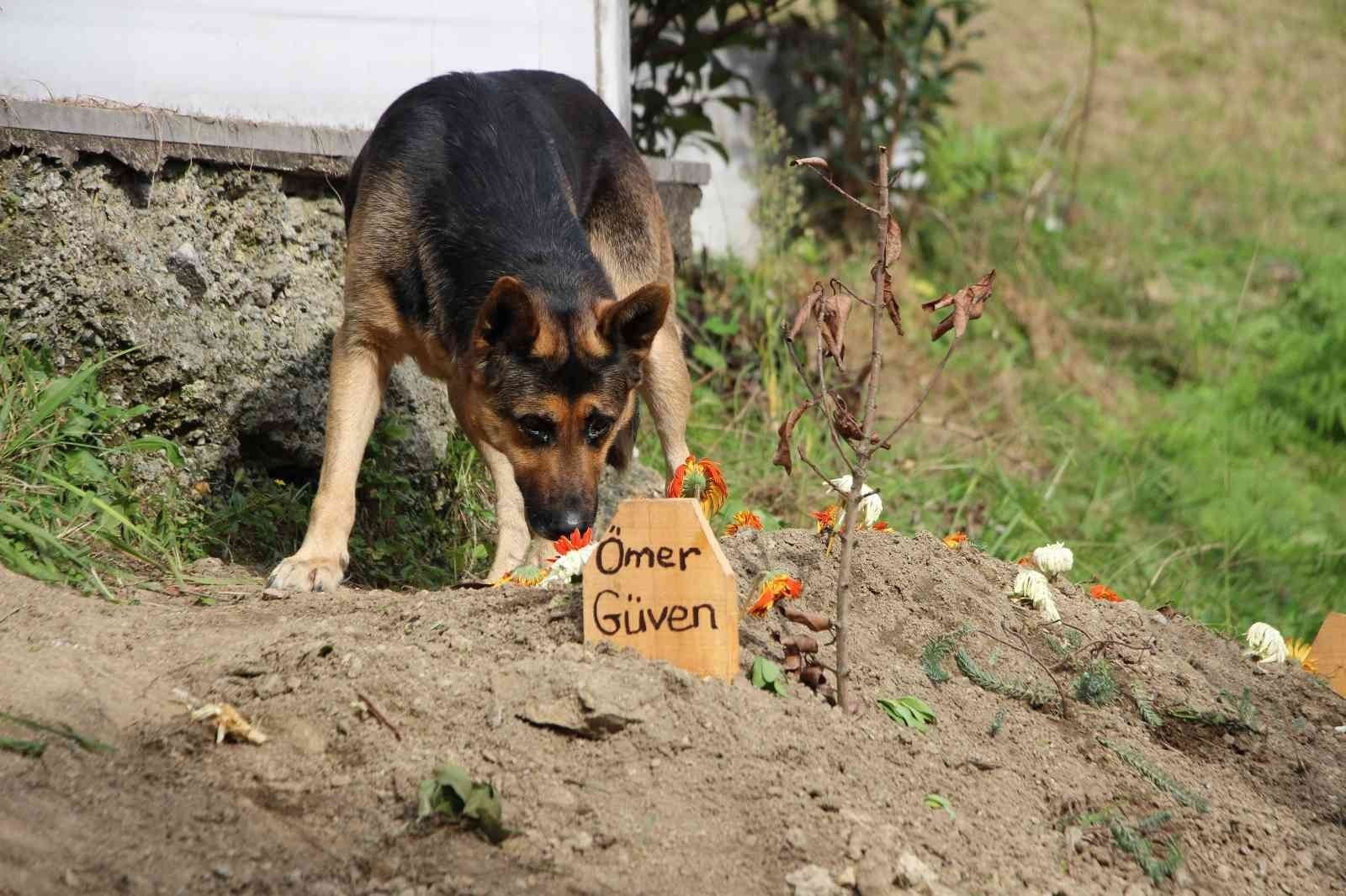 Vefali Kopek Olen Sahibinin Mezari Basindan Bir An Olsun Ayrilmiyor Yeni Safak