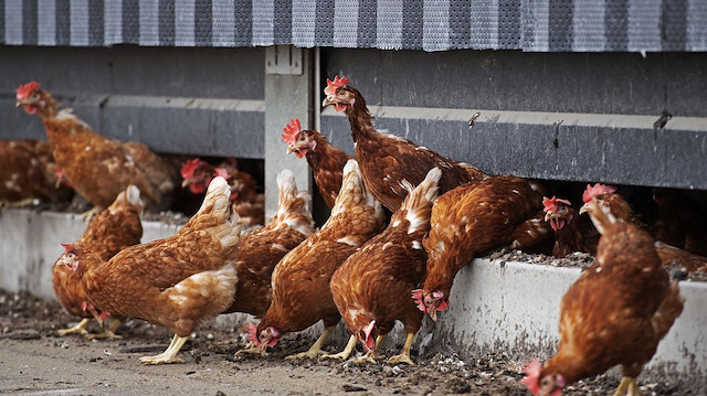 Kuş gribi alarmı: 143 bin tavuk itlaf edilecek