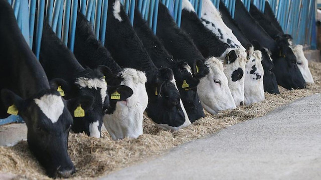 77 bin ton inek sütü satacak