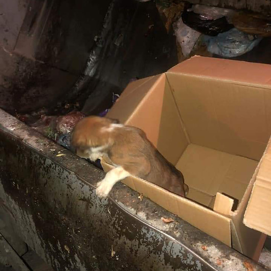 Yavru köpeği preslenerek ölsün diye çöp konteynerine attılar