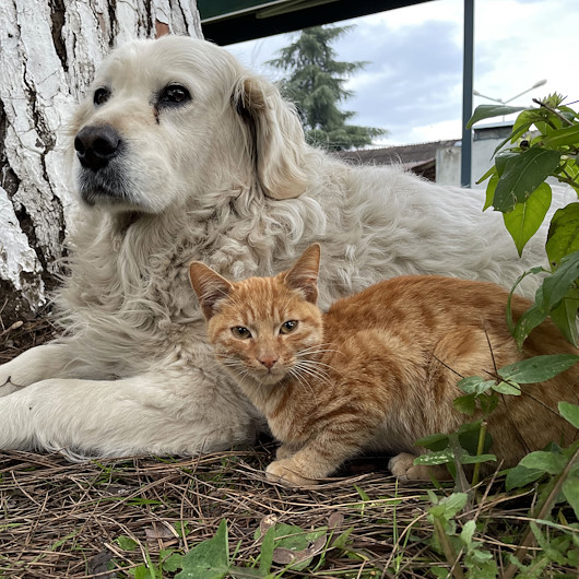 Kedi ile köpeğin gülümseten dostluğu
