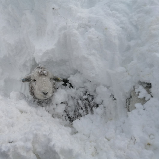 İngilterede çiftçinin kar altında kalan koyunlarını kurtarma anı kameraya yansıdı