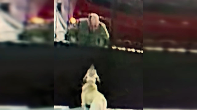 Saldırganlığını test ettiği Aksaray malaklısı cinsi köpeği 2 metrelik duvardan atarak çaldı