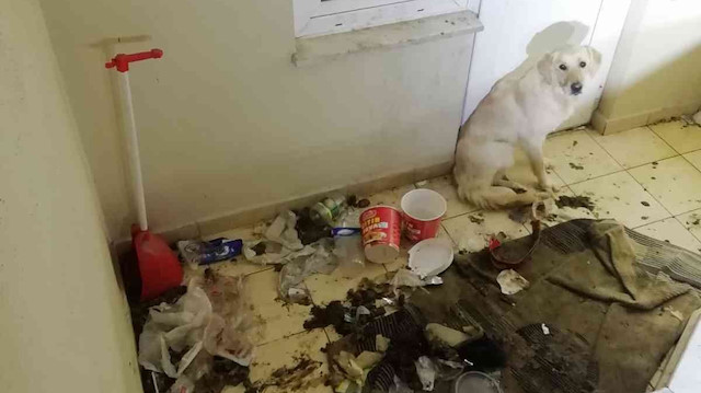 10 gündür aç ve susuz balkonda mahsur kalan köpek kurtarıldı