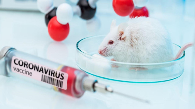 Farenin ısırdığı bilim insanının koronavirüs testi pozitif çıktı