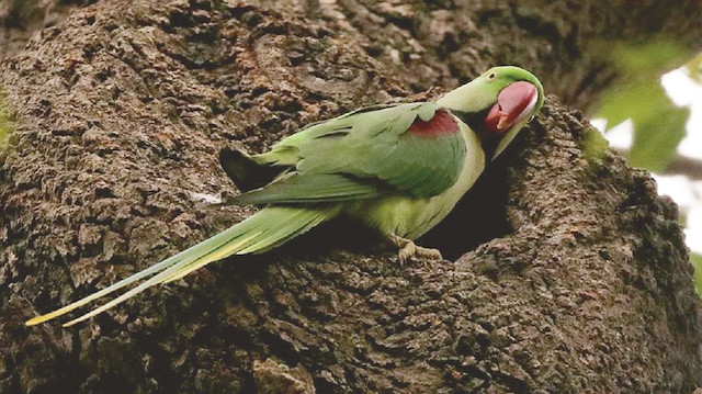 Yeşil papağan ve İskender papağanı güçlü ve savunmacı oldukları için aynı habitatı paylaştıkları ağaçkakan,  
sıvacı ve daha birçok kuş türlerinin yuvalarını istila ediyor.