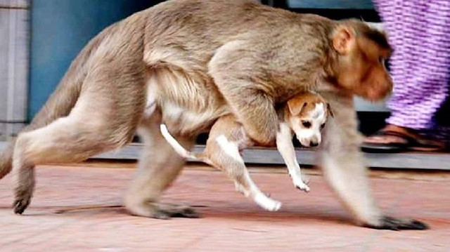 الهند.. قرود غاضبة تقتل 250 كلبًا في هجمات انتقامية​