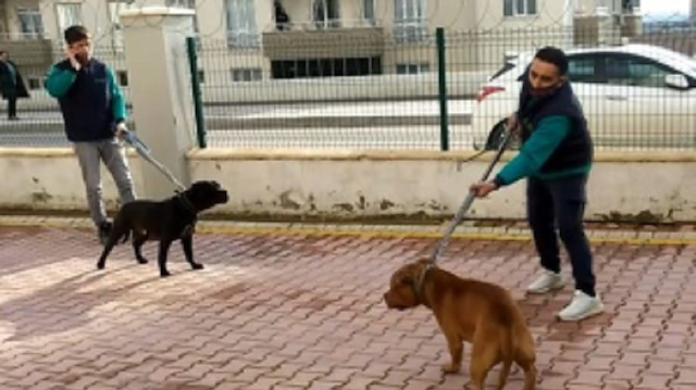 Olaya karışan iki köpek, Doğa Koruma ve Milli Parklar Şube Müdürlüğü tarafından Gaziantep Büyükşehir Belediyesi Hayvan Barınağı ve Rehabilitasyon Merkezine teslim edildi.