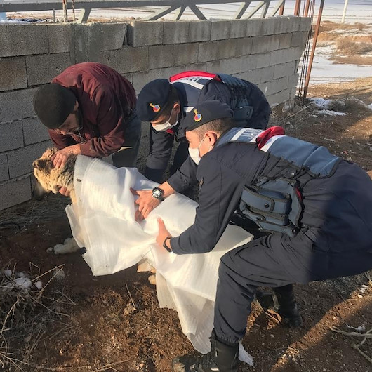Otomobilin çarpması sonucu yaralanan köpeği jandarma sahiplendi