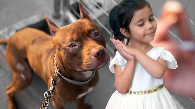 Gaziantep'te geçen 22 Aralık'ta oturdukları sitenin bahçesinde pitbull cinsi 2 köpeğin saldırısında başından ağır yaralanan Asiye Ateş'e, sevk edildiği Akdeniz Üniversitesi Hastanesi'nde 26 Aralık'ta 4 saatlik operasyonla doku nakli yapıldı.<br>