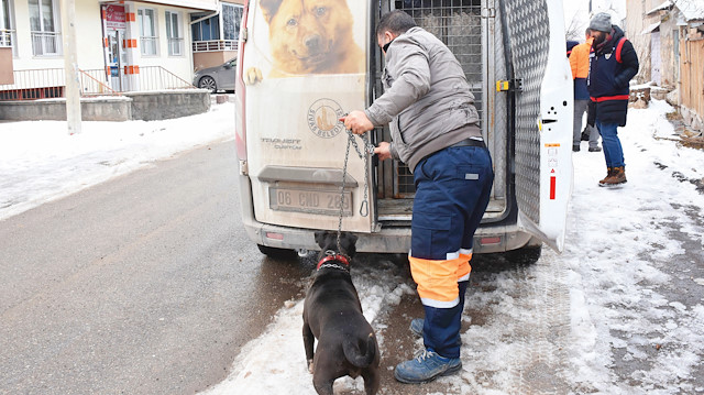 Sivas'ta sahibinin okul çevresinde gezdirdiği Pitbull cinsi köpek hayvan ambulansı ile teslim alınarak barınağa götürüldü.