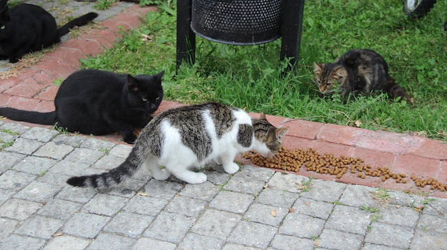 Kedi besleme kavgasında karar verildi: Komşusuna yaklaşamayacak