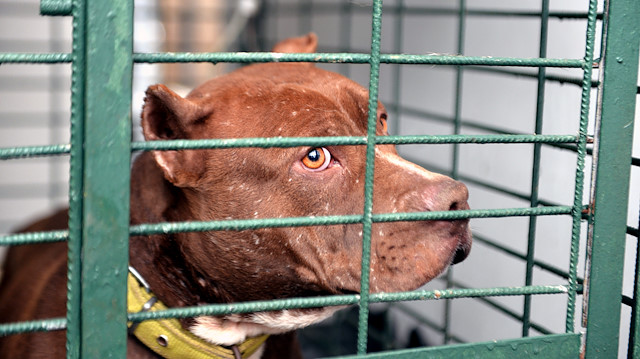 Terk edilmiş yasaklı pitbull cinsi köpeği eve getirdi, annesi polise ihbar etti