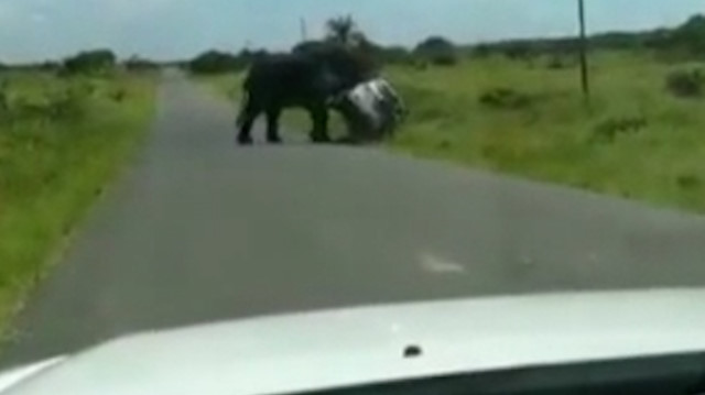Güney Afrika’da kızgın fil 4 kişilik ailenin bulunduğu araca saldırdı