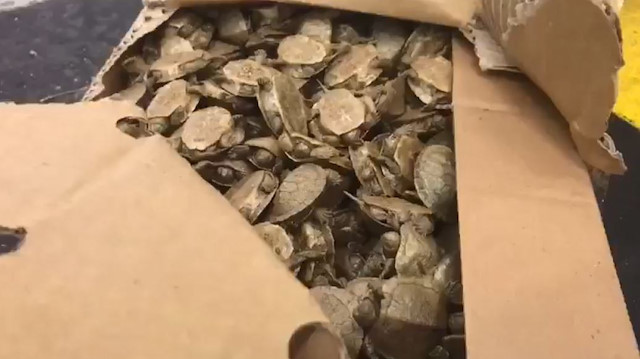 Sarp Sınır Kapısında bir araçta 5 bin su kaplumbağası ele geçirildi.