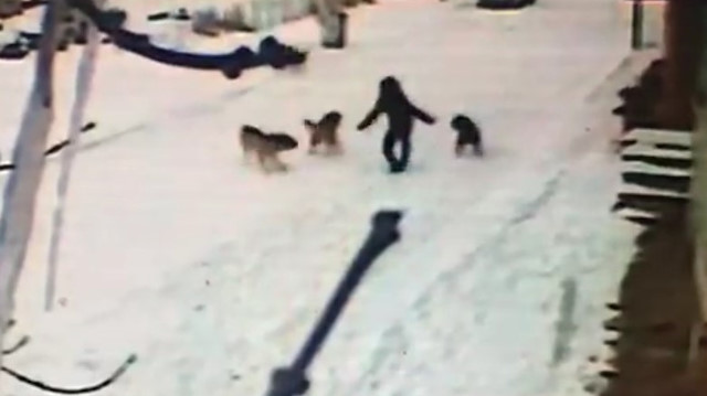 Kars'ta dehşet anları: Küçük çocuk sokak köpeklerine böyle direndi
