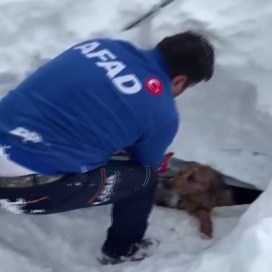Kar kütlesinin altında kalan köpeğin imdadına AFAD ekipleri yetişti