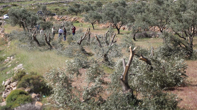 Yahudi yerleşimciler Filistinlilere ait 400’den fazla zeytin ağacını söktü.