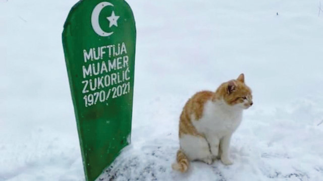 Muammer Zukorliç’in kedisi, ölümünden sonra Zukorliç’in mezarından ayrılmıyor. 